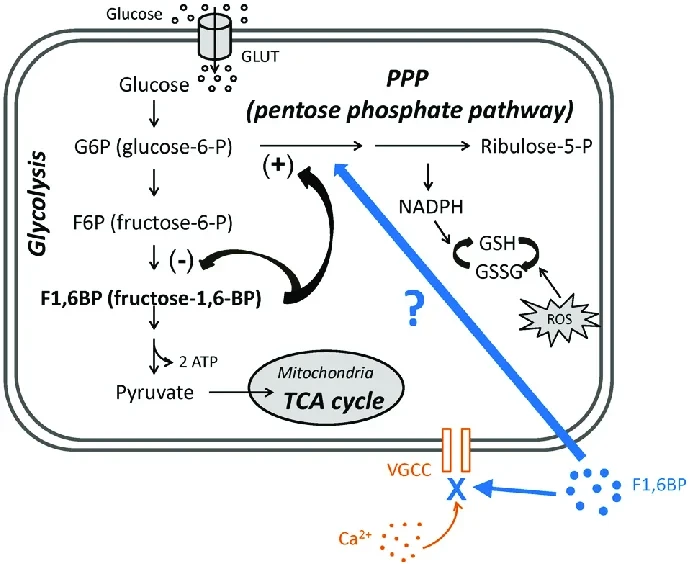 What Does FBP Sodium Do? What Does FBP Sodium Do?
