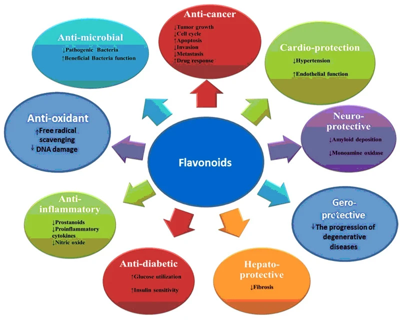 Douglas fir extract dihydroquercetin Side effects Douglas fir extract dihydroquercetin Side effects
